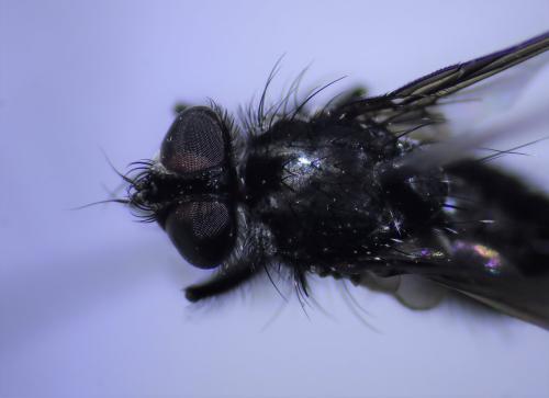 Réf. 315 892 : Meigenia dorsalis